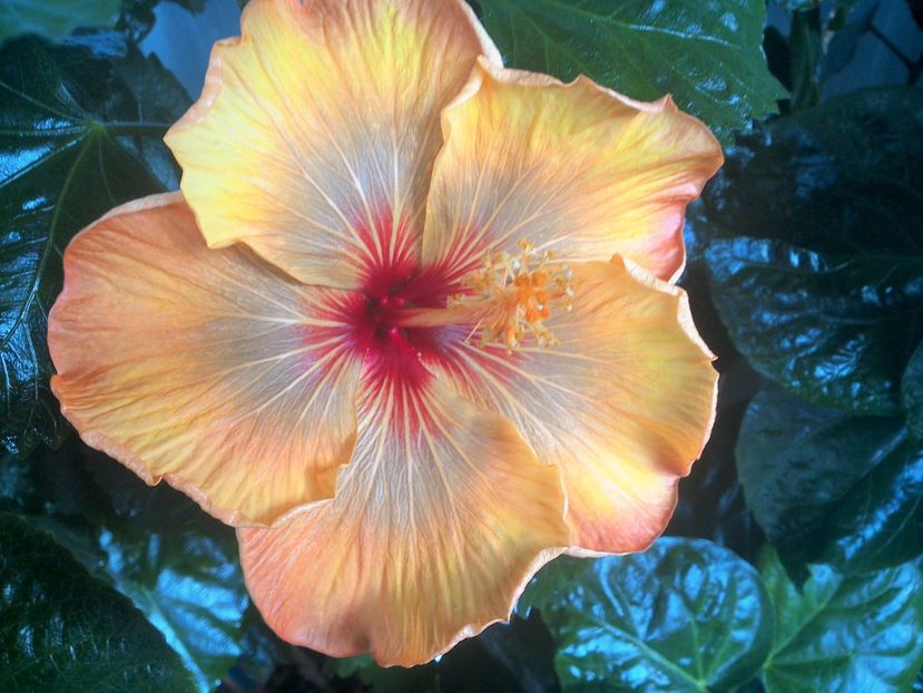  - 0Hibiscus in colectie infloriti