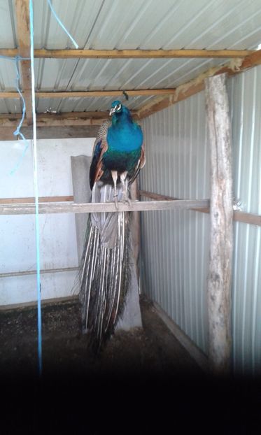  - P--Pauni Indian Blue