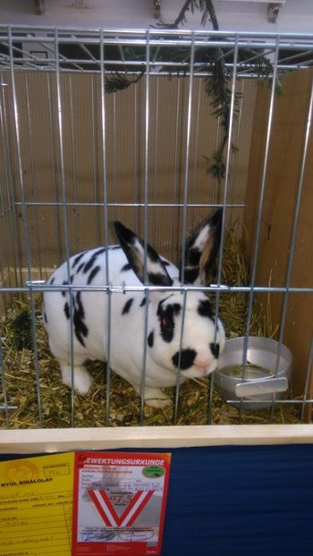  - Expozitie Ungaria 2017