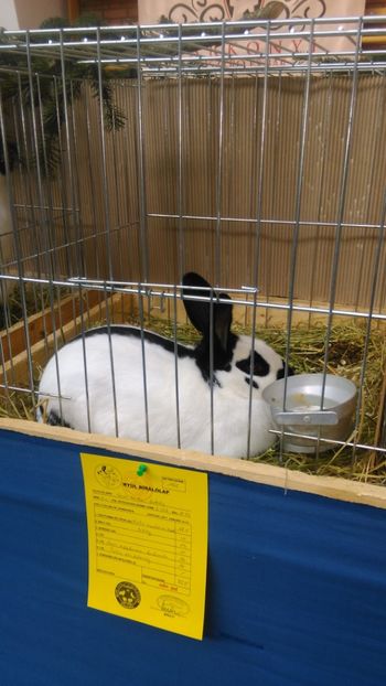  - Expozitie Ungaria 2017