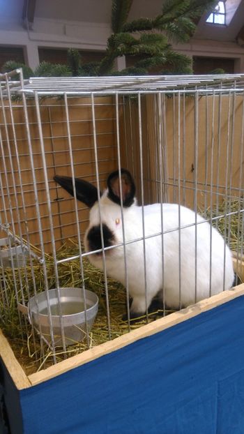  - Expozitie Ungaria 2017