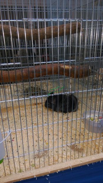  - Expozitie Ungaria 2017