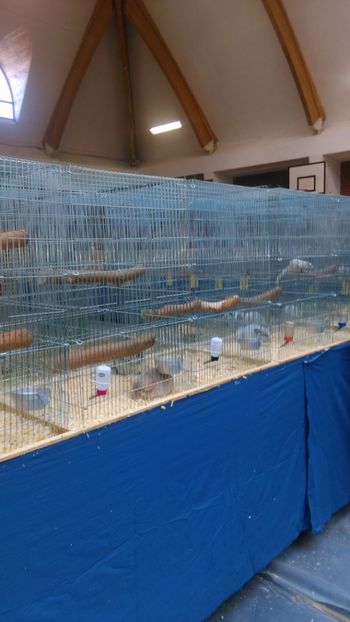  - Expozitie Ungaria 2017