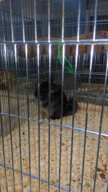  - Expozitie Ungaria 2017