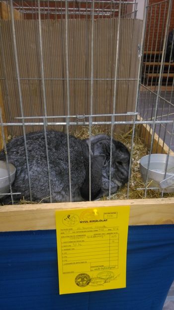  - Expozitie Ungaria 2017