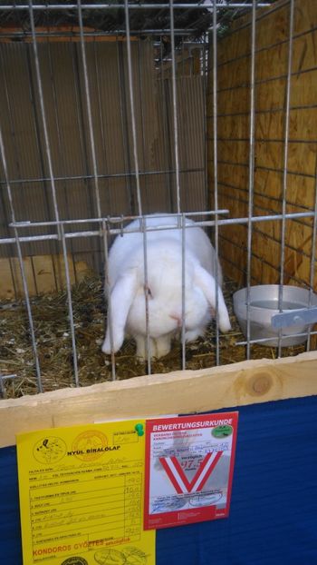  - Expozitie Ungaria 2017