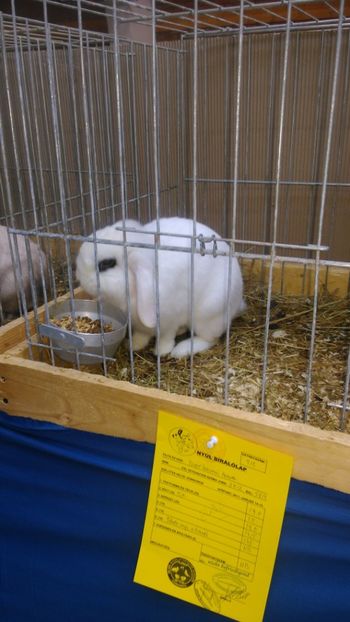  - Expozitie Ungaria 2017