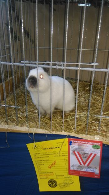  - Expozitie Ungaria 2017