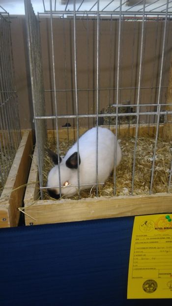  - Expozitie Ungaria 2017