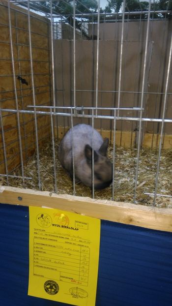  - Expozitie Ungaria 2017