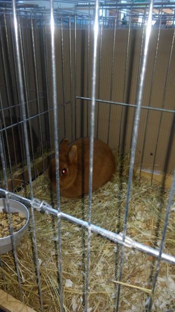  - Expozitie Ungaria 2017