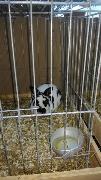  - Expozitie Ungaria 2017