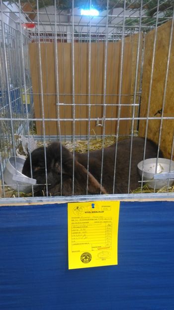  - Expozitie Ungaria 2017