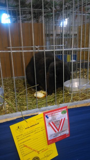  - Expozitie Ungaria 2017