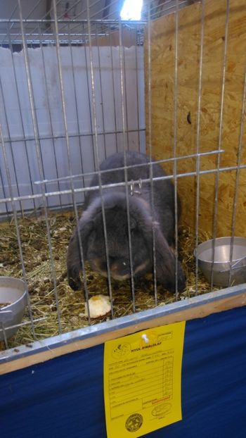  - Expozitie Ungaria 2017