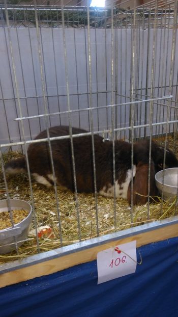  - Expozitie Ungaria 2017