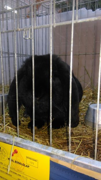  - Expozitie Ungaria 2017