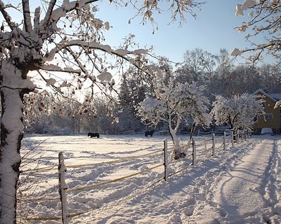  - Peisaje de iarna 2009 - 2010