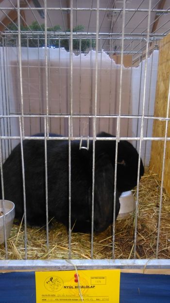  - Expozitie Ungaria 2017