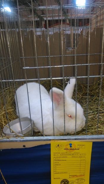  - Expozitie Ungaria 2017