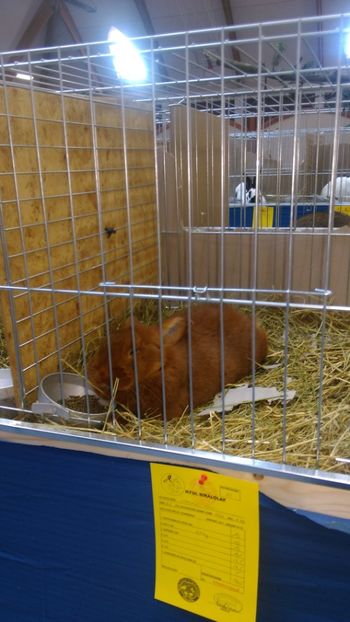  - Expozitie Ungaria 2017