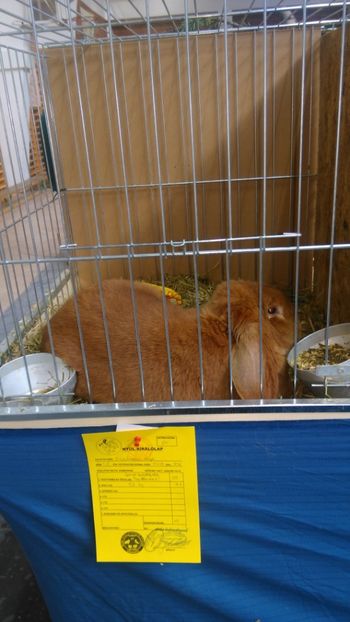  - Expozitie Ungaria 2017