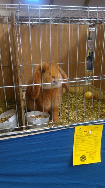  - Expozitie Ungaria 2017