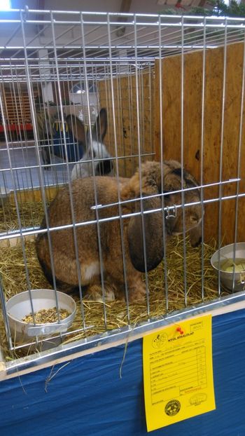  - Expozitie Ungaria 2017