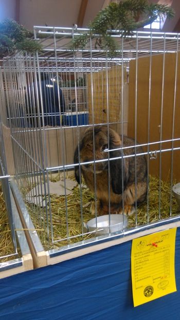  - Expozitie Ungaria 2017