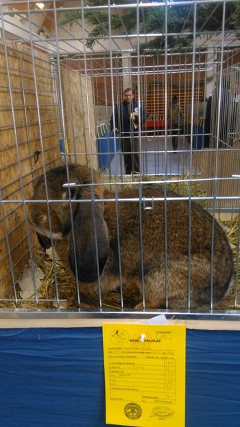  - Expozitie Ungaria 2017