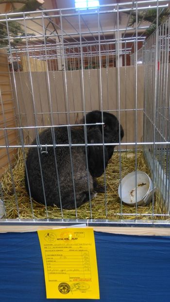  - Expozitie Ungaria 2017