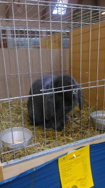  - Expozitie Ungaria 2017