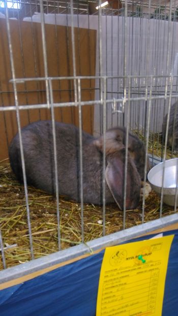  - Expozitie Ungaria 2017