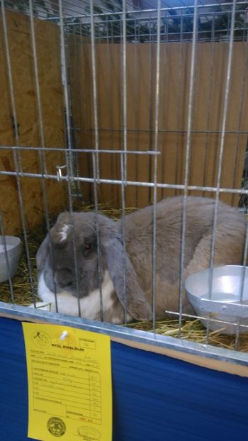  - Expozitie Ungaria 2017