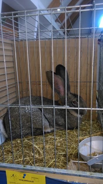  - Expozitie Ungaria 2017