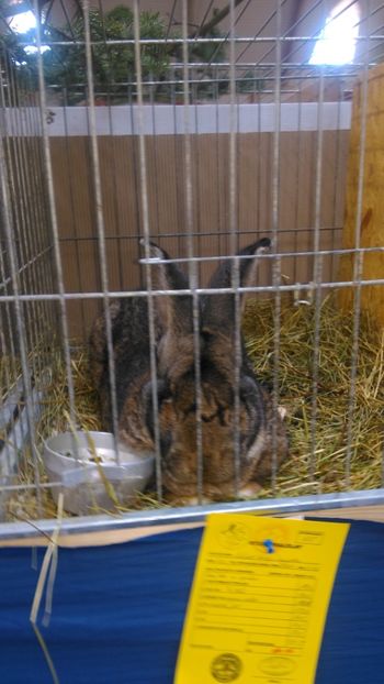  - Expozitie Ungaria 2017