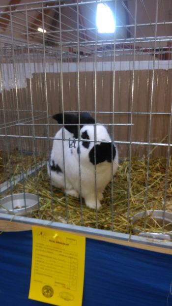  - Expozitie Ungaria 2017