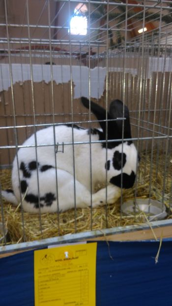  - Expozitie Ungaria 2017