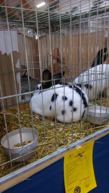  - Expozitie Ungaria 2017