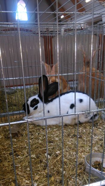  - Expozitie Ungaria 2017