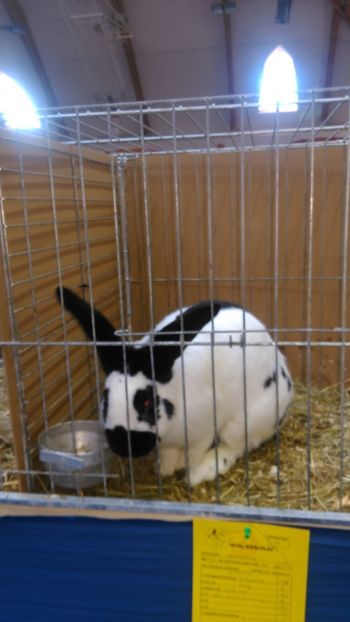  - Expozitie Ungaria 2017