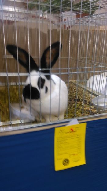  - Expozitie Ungaria 2017