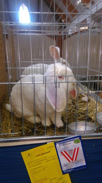  - Expozitie Ungaria 2017