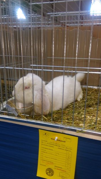  - Expozitie Ungaria 2017