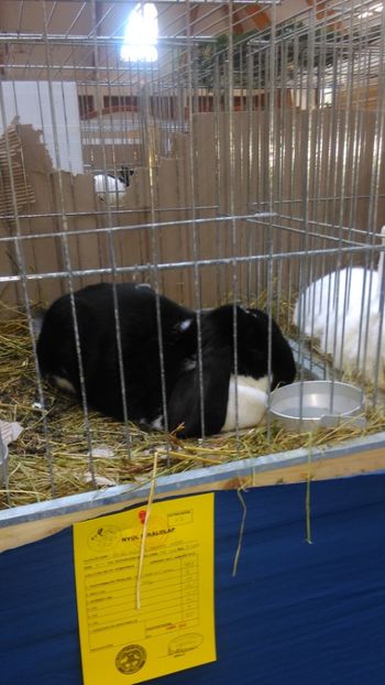  - Expozitie Ungaria 2017