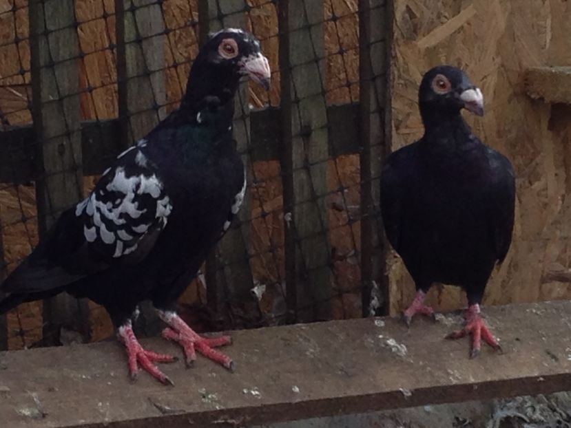  - Poștași de ornament