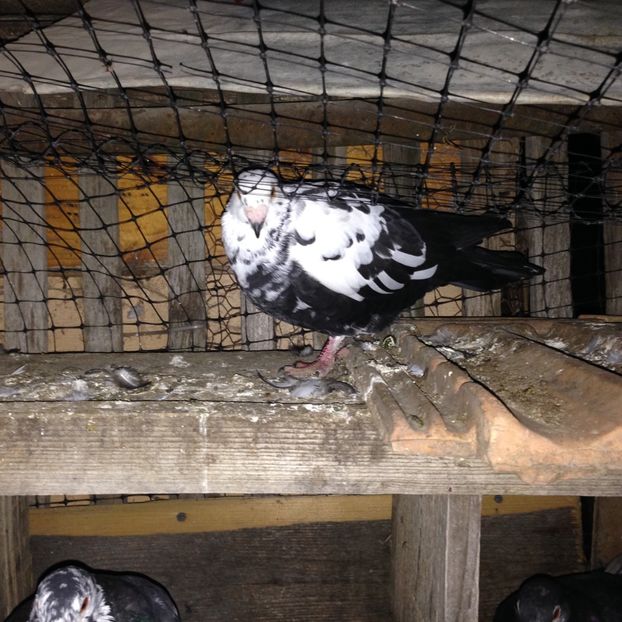  - Poștași de ornament