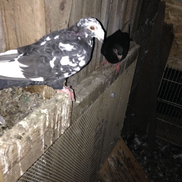  - Poștași de ornament