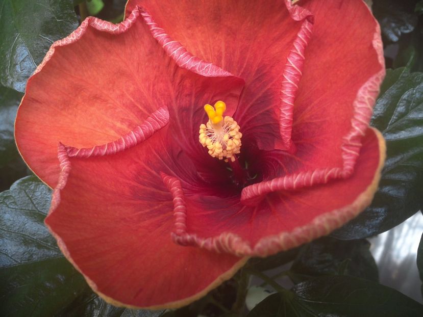 WIN_20170913_113136 - Tahitian Dark Congo