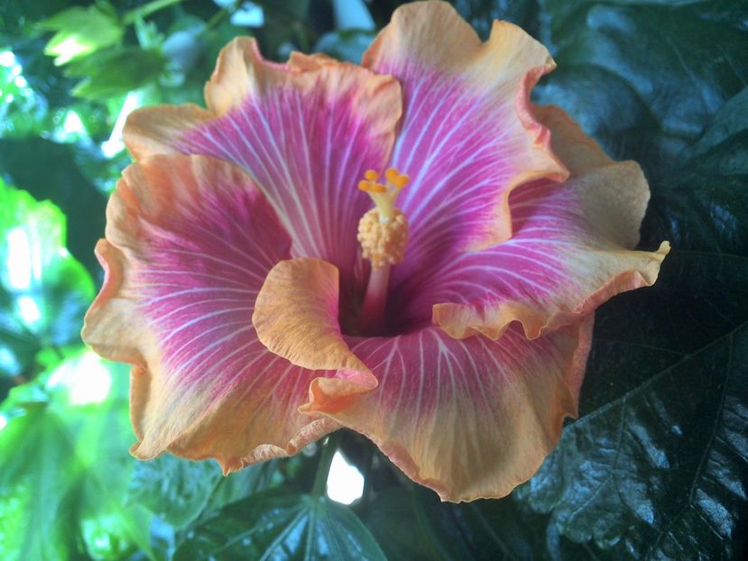 WIN_20170913_113002 (2) - Tahitian Lovely